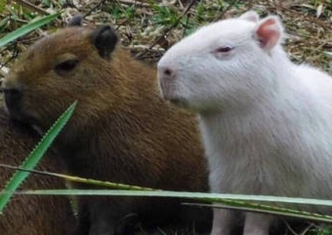 Vídeo mostra aparição rara de capivara albina; biólogo explica