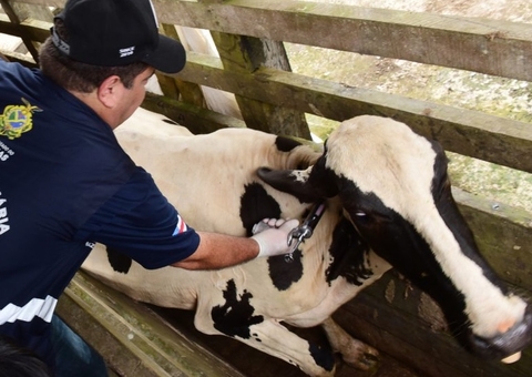 Produtores têm até amanhã para comunicar vacinação de bovídeos contra febre aftosa no Amazonas