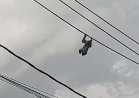 Preguiça fica pendurada em fio de alta tensão em Manaus; vídeo