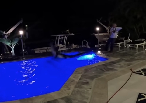Crocodilo de 3 metros invade piscina de casa e vídeo de resgate é impressionante; assista