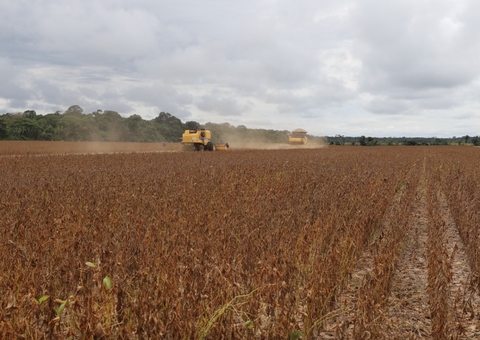 Plantio de soja está proibido no Amazonas até 15 de setembro