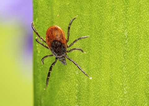 Febre maculosa: como saber se foi picado por um carrapato e como se previnir