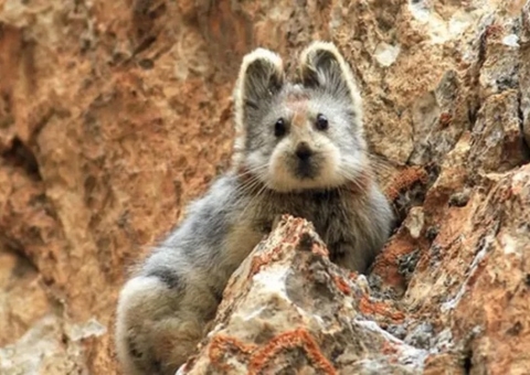 Pika, de apenas 20 cm, está em ameaça de extinção; conheça