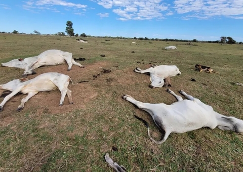 Mais de mil cabeças de gado morrem de frio; prejuízo chega a R$ 3 milhões
