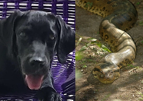 Vídeo chocante: Sucuri invade chácara e engole cachorro em Roraima