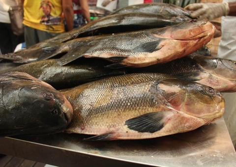 Amazonas avalia ações para evitar venda de pescado contaminado por mercúrio