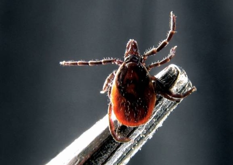 Casal morre de febre maculosa em Minas Gerais