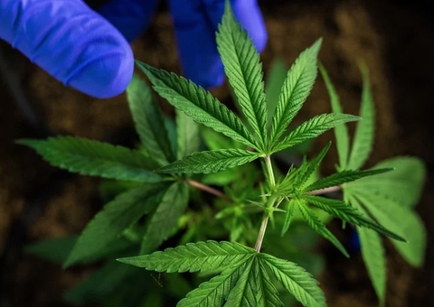 Manual para legalização da maconha no Brasil é lançado no Congresso Nacional