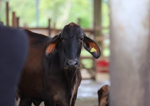 Adaf alerta sobre 2ª etapa de vacinação contra brucelose no Amazonas
