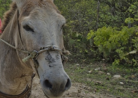 Braço de homem fica dilacerado após mordida de jumento