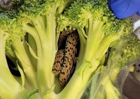 Idoso compra brócolis e encontra cobra escondida