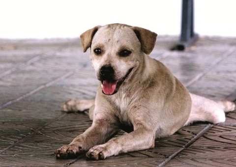 Lei obriga motorista a prestar socorro a animal atropelado em Manaus