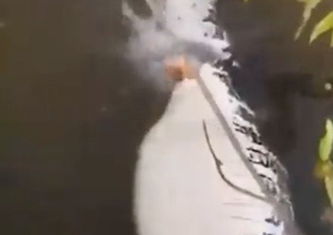 Pescadores flagram momento em que jacaré é devorado por piranhas em rio; vídeo