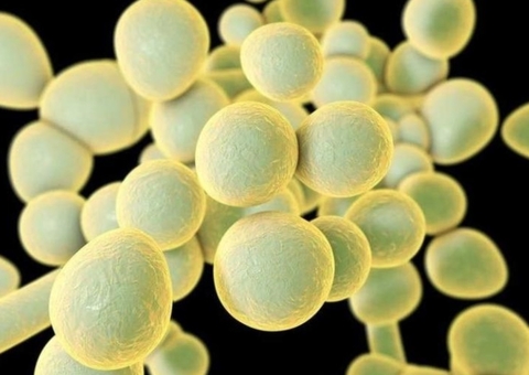 Pernambuco registra 10 casos de superfungo e hospital suspende atendimentos