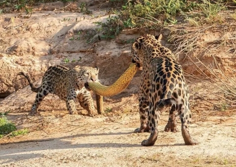 Onças-pintadas são flagradas fazendo cabo de guerra com sucuri 