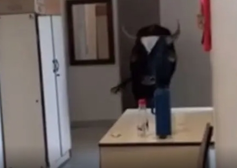 Boi invade posto de saúde, faz cocô e coloca funcionários para correr; vídeo