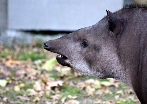 Idosa é jogada em rio e quase tem mão arrancada em ataque de anta