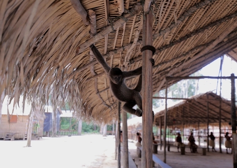 Campanha no Amazonas destaca proteção aos animais no turismo: ‘Nunca toque, observe'