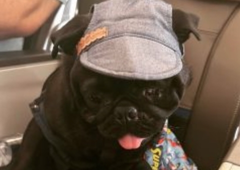 Tutora consegue na justiça autorização para cachorro viajar no assento de avião