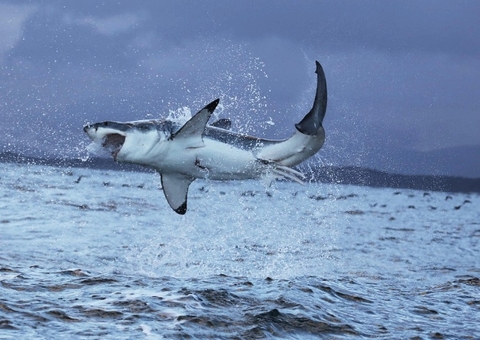 Tubarões estão viciados em cocaína jogada por traficantes no mar, diz estudo de cientista