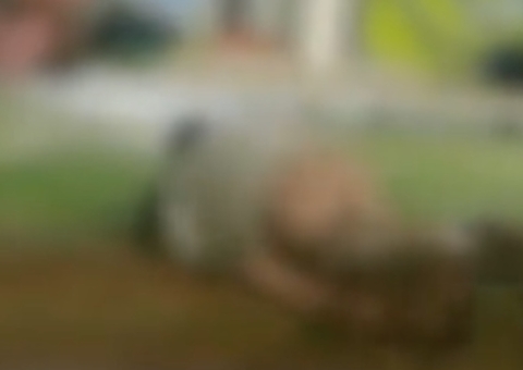 Vídeo: casal é flagrado fazendo sexo em ponto de ônibus