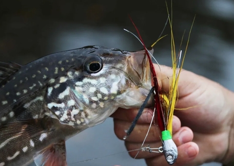 Sancionada lei que proíbe a pesca do Tucunaré em Manaus