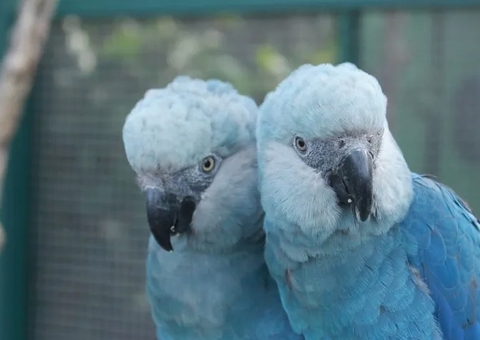 Extinção: Brasil tem 364 espécies classificadas como criticamente em perigo