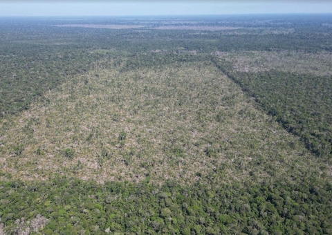 Alertas de desmatamento no Amazonas reduzem 81,2% em julho 