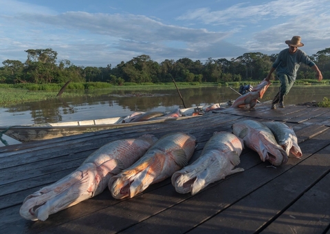 Lançamento do filme 'Pirarucu - o respiro da Amazônia' acontece domingo no Teatro Amazonas
