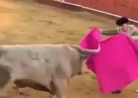 Vídeo: Toureiro fica em estado grave ao ser chifrado no ânus