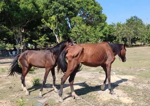Desnutridos, cavalos em situação de maus-tratos são resgatados em sítio no Amazonas