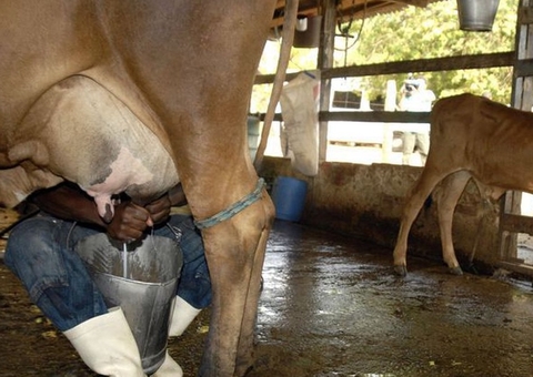Leite cai mais de 35% no campo e diminui custo da cesta básica