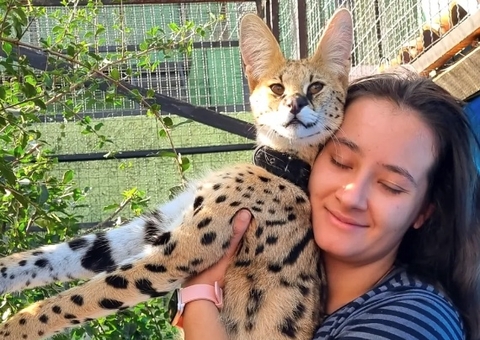 Gato mais caro do mundo pode custar R$ 120 mil; conheça o híbrido de felino