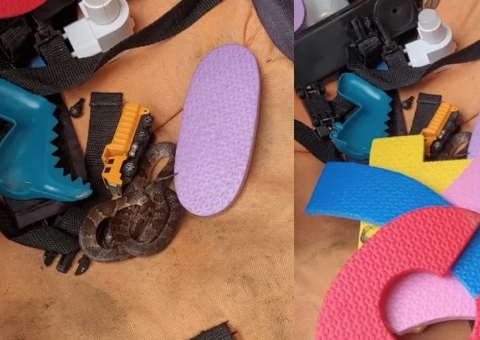 Cobra causa desespero ao ser encontrada em carrinho de bebê