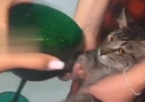 Servidora do Amazonas é demitida após filmar gato tomando vodka; vídeo
