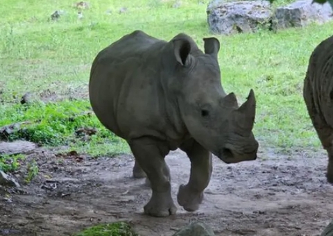 Cuidadora de zoológico morre pisoteada por rinoceronte