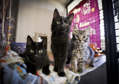 Câmara discute alternativas para controle populacional de cães e gatos