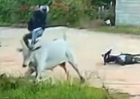 Boi ataca e arremessa motociclista no meio da rua; vídeo