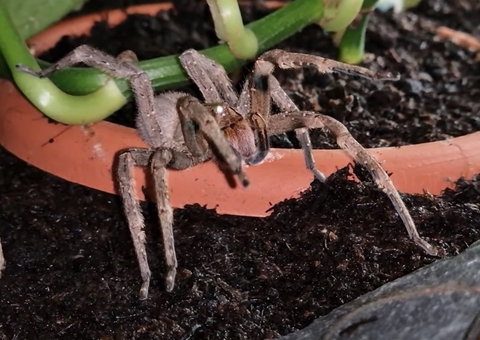 Aranha encontrada no Brasil tem potencial fármaco contra a disfunção erétil
