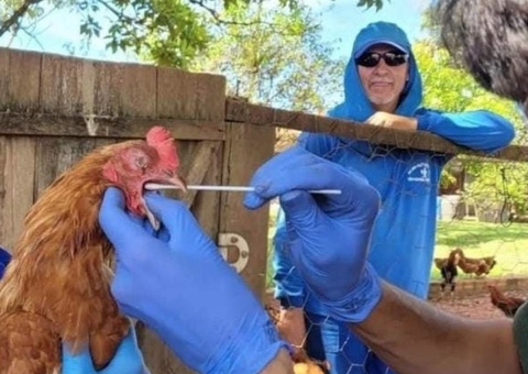 Mais um caso de gripe aviária em criação doméstica é registrado no Brasil