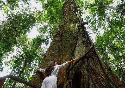 Dia da Árvore: confira roteiro para conhecer a imponência da floresta em Manaus 