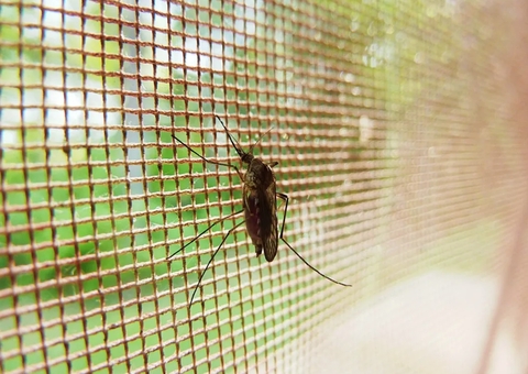 Malária: casos reduzem 5,6% no Amazonas, mas seca dos rios gera alerta da FVS