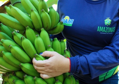 Dia da Banana: fruta gera emprego e renda para quase 10 mil agricultores no Amazonas