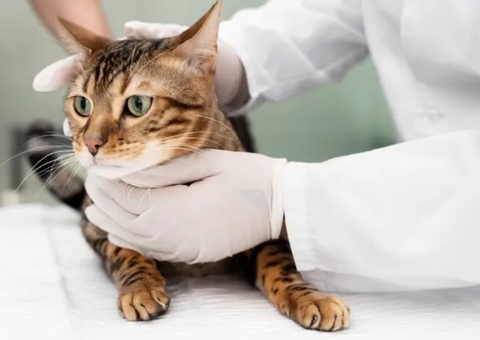 Pet Shop deve indenizar tutor de animal que morreu após cirurgia