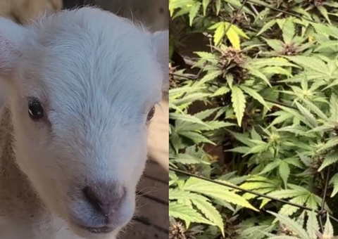 Ovelhas invadem plantação e comem mais de 300 quilos de maconha: 'Pulavam mais alto que cabras'