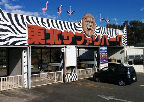 Tratador morre após ser atacado enquanto alimentava leão em zoo do Japão