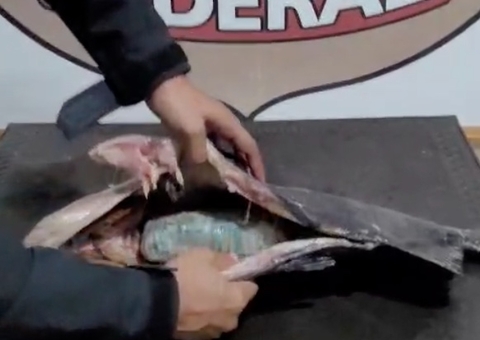 Tambaquis recheados de cocaína são apreendidos pela PF no Amazonas; vídeo 
