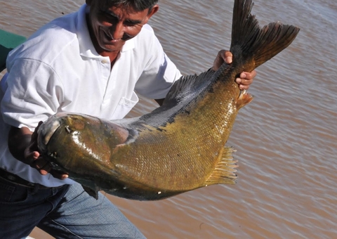 Pesca do tambaqui está proibida no Amazonas, alerta Sepror 