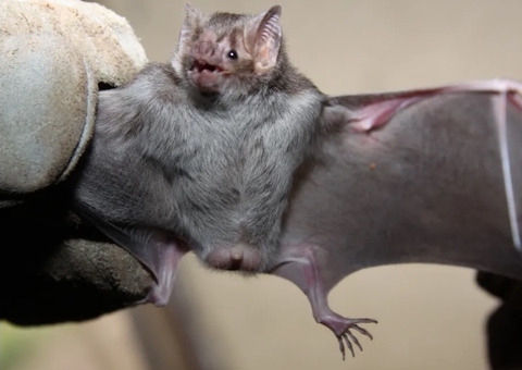 Morcegos são capturados em municípios com registros de ataques para controle da raiva no Amazonas 