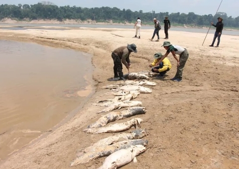 Seca no Amazonas causa mortes de dezenas de pirarucus 